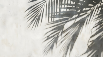 Obraz premium A palm tree casts a shadow on a white wall