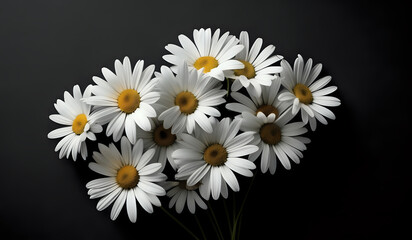 Obraz premium white daisies on a black paper texture background with copy space