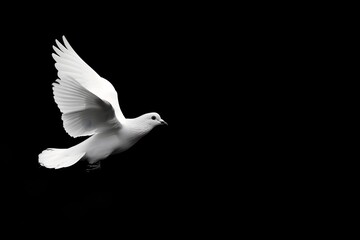 Obraz premium White Bird flying on a dark background, symbol of peace, love, abstract, hand, icon, love, silhouette, nature, sun, spring