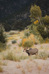 Deer alert in nature