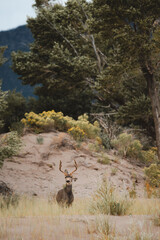 deer in the mountains