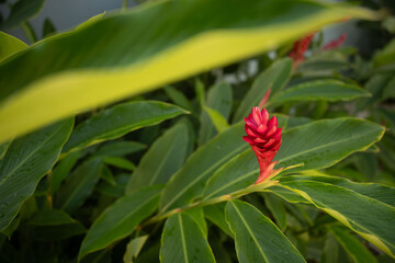 red Tropical flower 