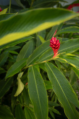 red flower