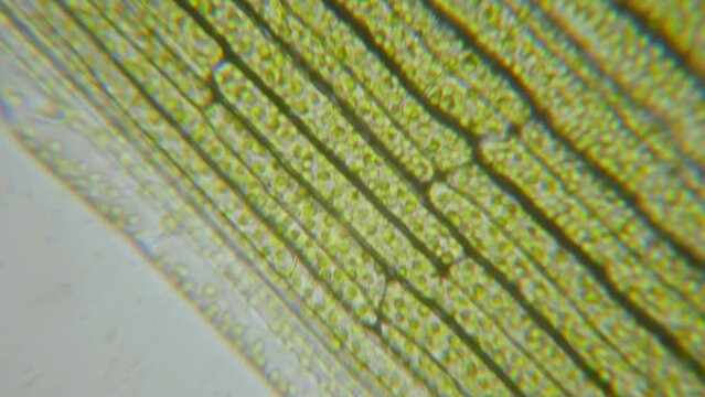 Chloroplast under microscope. Cell division. Cell Structure With Live Bacteria. Leaf Photosynthesis. Plant Cells Under Microscope. Virus Infection. Green Algae Cells Under Microscope. GMO. DNA. 