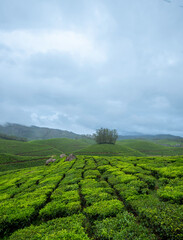 Naklejka premium green tea plantation