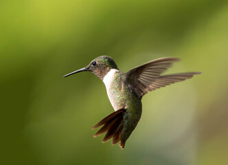 Fototapeta premium hummingbird in flight