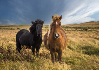 Icelandic horses