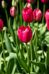 Beautiful red tulips in the garden on sunny day