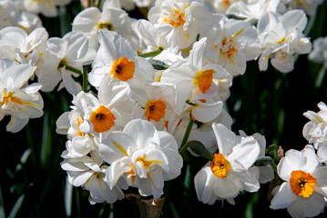 Narcissus sort Sir Winston Churchill blooming in the garden