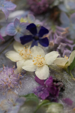 closeup and abstract wallpaper with white and purple frozen spring flowers in ice