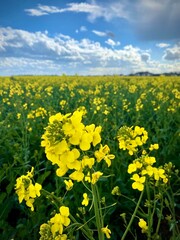 Obraz premium rapeseed field