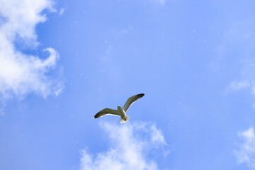 Möwe über dem Rhein