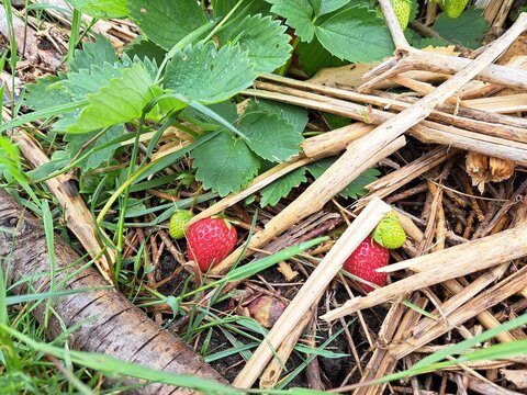 Kleingarten, Schrebergarten, Erdbeeren im mit Stroh gemulchten Beet, nachhaltig und &ouml;kologisch anbauen, permakutur