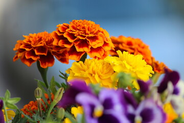 Colorful flowers in the garden
