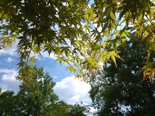 leaves and sky