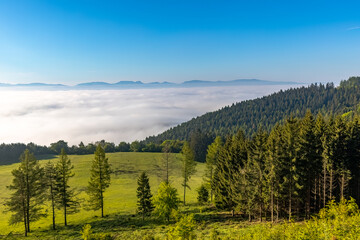 Landscape with forest meadow and morning fog in the valley.

