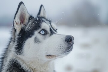 Naklejka premium Siberian Husky Portrait in Winter Wonderland