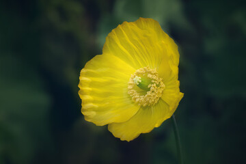 A yellow Welsh poppy