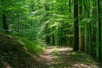 Hiking trail in  Vienna Woods in St. Corona with beeches