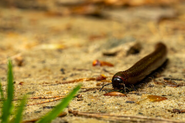 millipede on sand ground