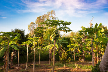 Papaya trees plantation with fruit in Vietnam