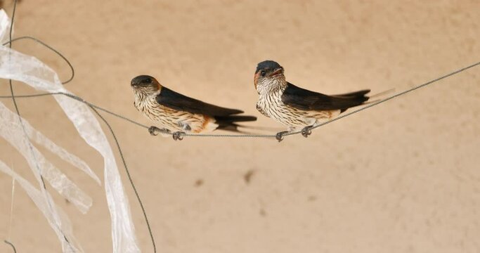 Red-rumped swallow (Cecropis daurica) perching on the tiny rope in summer season. 