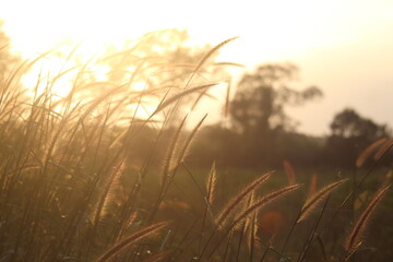 Grass flower, cool light