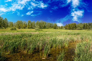 Fototapeta premium Birds art ponds trees and Red Deer River at Kerry Wood Natural Centre Red Deer County Alberta Canada