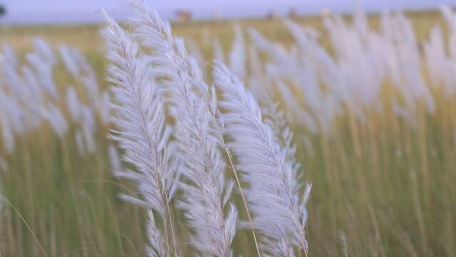 Icon of Autumn.  Blooming Kans grass (Saccharum spontaneum) kashful flowers. Swings in the wind evening blue sky.