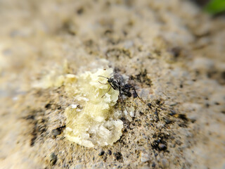 an ant is picking up food on a rock