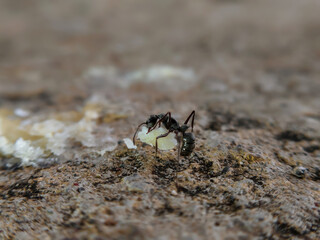 an ant carrying food with an abstract background outdoors