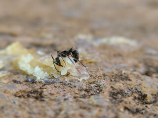 an ant is picking up food on a rock