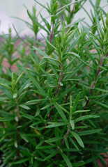 Close-up of a young rosemary plant. Vertical crop. Close up.