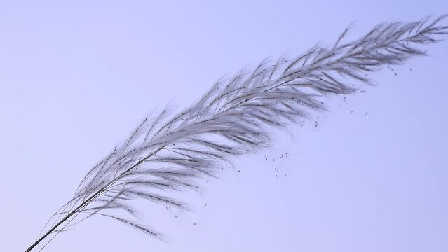 Icon of Autumn.  Blooming Kans grass (Saccharum spontaneum) kashful flowers. Swings in the wind evening blue sky.