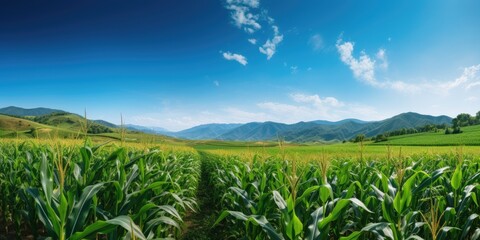 Corn plantation, endless rows of tall, green corn stalks with golden tassels under a bright blue sky