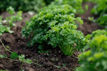 Harvest parsley in the garden.