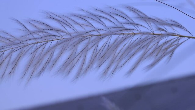 Icon of Autumn.  Blooming Kans grass (Saccharum spontaneum) kashful flowers. Swings in the wind evening blue sky.