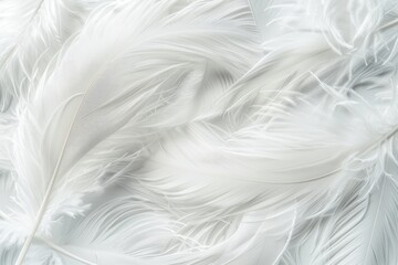 White Feathers Closeup Texture Background For Creative Banner