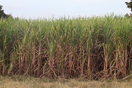 Sugarcane field at sunset Sugarcane is the sweet and healthy herb of the family.