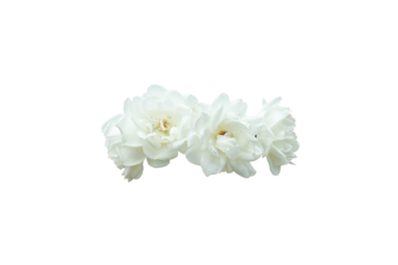 white flowers isolated
