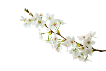  cherry blossom isolated