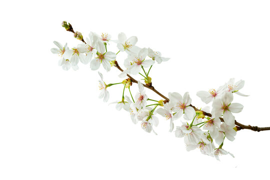  cherry blossom isolated