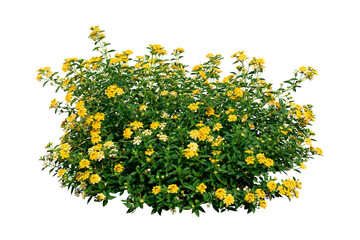 yellow flowers plant bush tree isolated