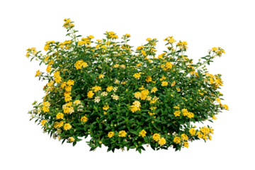 yellow flowers plant bush tree isolated