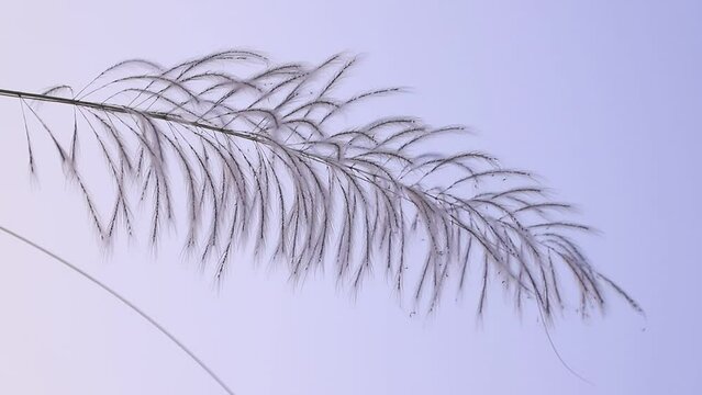 Icon of Autumn.  Blooming Kans grass (Saccharum spontaneum) kashful flowers. Swings in the wind evening blue sky.