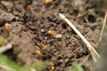Fourmi jaune (Lasius flavus)
Lasius flavus on an unidentified flower or plant
