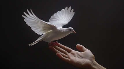 Obraz premium Majestic white dove spreads its wings as it takes off from an outstretched human hand, symbolizing peace and freedom, against a dark background