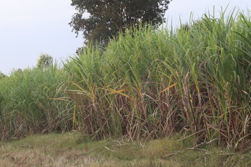 Sugarcane field at sunset Sugarcane is the sweet and healthy herb of the family.