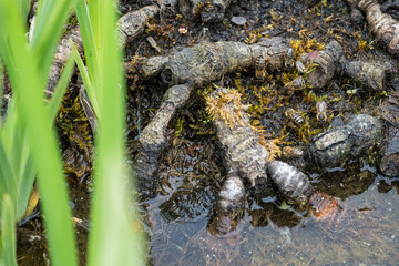 Bees drinking water in the roots of water iris.