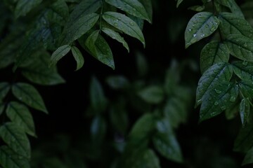 leaves with water drops, nature green background